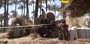 A file photo of wheat farmers in Egypt