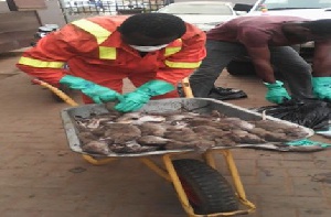 Rat menace in Ada Kasseh market controlled by zoomlion