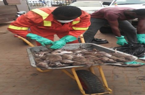 Rat menace in Ada Kasseh market controlled by zoomlion