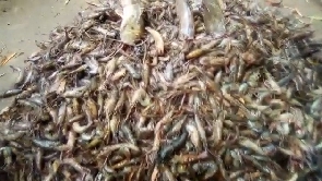Some fishes have appeared in River Ochi