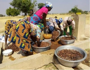 Members of Kusanaba Women’s Group cleanable  shea kernels for processing