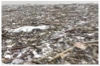 Laboma Beach choked by plastic waste in wake of Accra floods