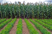 The agricultural sector will thrive if the quantity or quality of produces is maintained