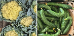 Sun-tanned cauliflowers and knobbly spuds - the heatwave veg that's good to eat