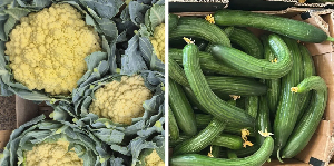 When the heat shapes the harvest