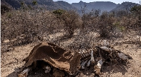 The carcass of an adult elephant, which died during the drought