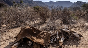 The carcass of an adult elephant, which died during the drought