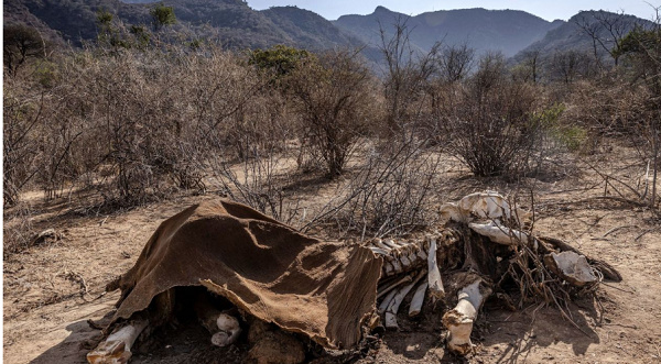 The carcass of an adult elephant, which died during the drought