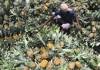 File photo: Pineapples
