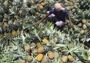 Pineapples Labourer