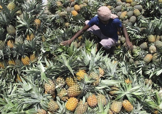 File photo: Pineapples