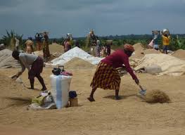 Women harvesting the local rice