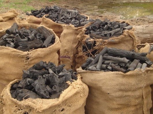 Charcoal burning the only alternative livelihood for rural women - Jerry Olo