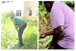 Watch as NPP MP, Paul Yandoh takes over ‘weeding job’ at Afari Military Hospital