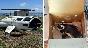 The box containing the penguin knocked the controls causing the pilot to lose control of the aircraf