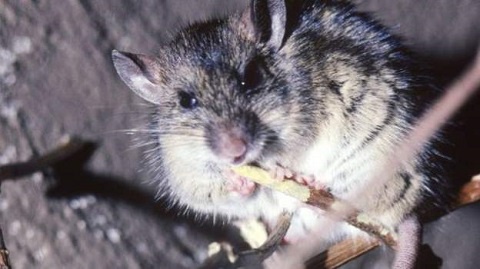 Lassa fever is an acute viral haemorrhagic illness caused by Lassa virus often carried by rodents