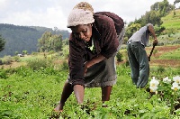 A woman is seen tending to the soil on a farm