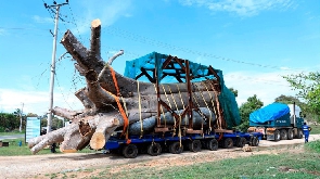 Uprooted Baobab tree ready for export to Georgia is transported along the Mombasa-Malindi Highway