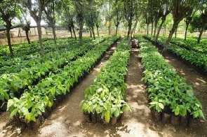 Some hybrid cocoa seedlings at the nursery