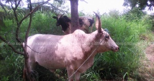 Cattle Robbery In Nanumba