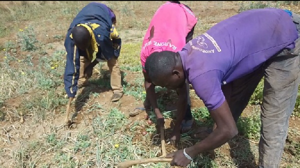 The harmattan has forced the farmers to harvest their crops prematurely