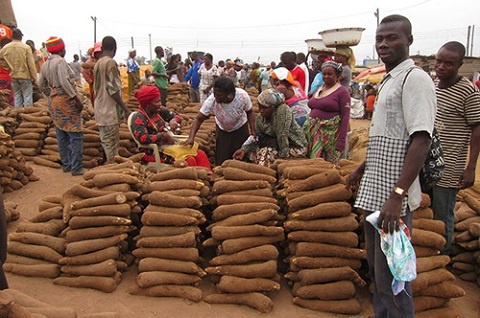 Tubers of yam