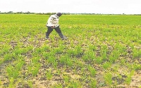 File photo: Rice farm