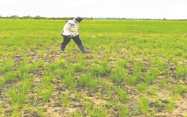 Ghana rice farmers still grappling with myriad of challenges - AATF Study