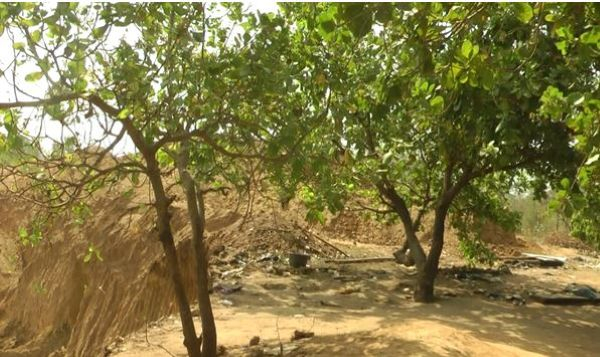 File photo of cashew trees