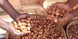 Climate alteration  is threatening the beingness  of shea trees successful  the country's bluish   parts