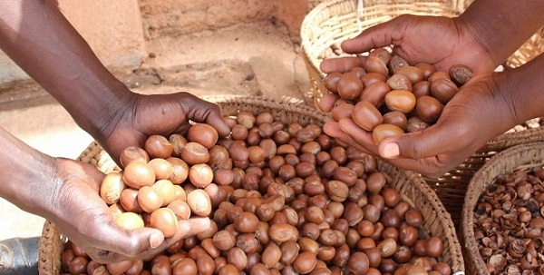 Drought conditions in savannah belt threatening shea production