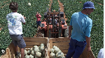 South Africa's white enclave drawing more young Afrikaners
