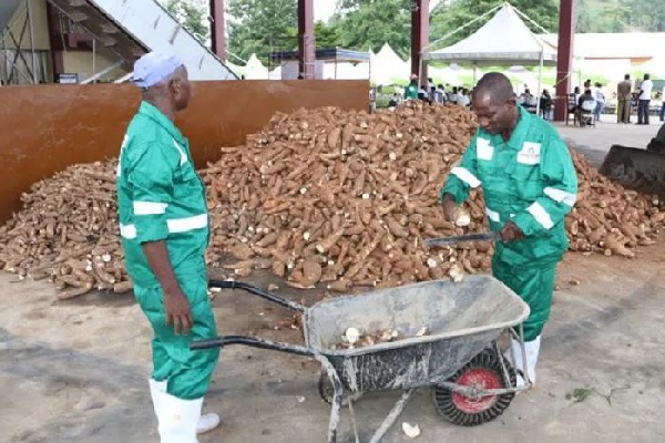 Kwahu Afram Plains South to get a cassava processing factory