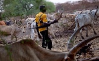 A nomadic herdsman with his cattle