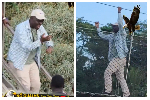 Watch as Dormaahene thrills crowd with his four-way canopy walk experience