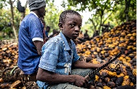 The report demanded systemic change to end cocoa poverty