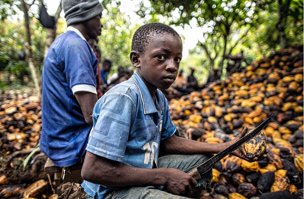 ‘Child labour, poverty still rife in cocoa areas’ - Report