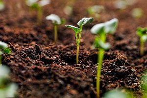 Seedlings From The Soil