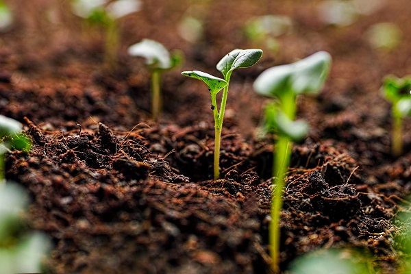 File photo of seedlings in soil