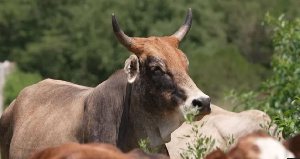 Foot-and-mouth has now affected almost the whole country