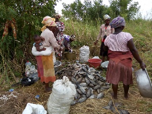 GHS, EPA, National Security probe poisonous tilapia