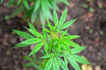 3 years to grow weed but break the rules and it’s gone - NACOC warns 3 years to grow weed but break the rules and it’s gone - NACOC warns