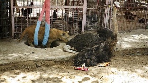 Animals In Gaza Cash Strapped Zoo
