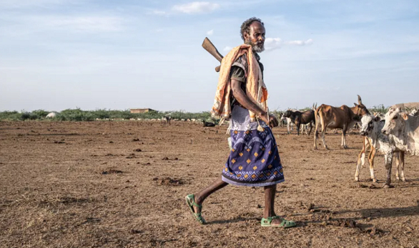 A herder walks among livestock on the outskirts of a village surrounded by a prosopis forest
