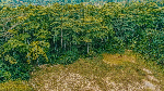 File photo of forest