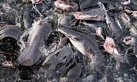 A file photo of fishes