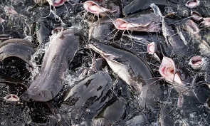 A file photo of fishes
