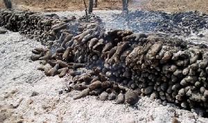 A display of the burnt tubers of yam