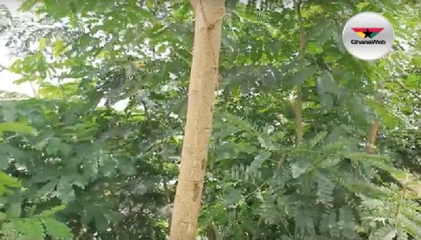 The deceased person was discovered hanging on this tree.