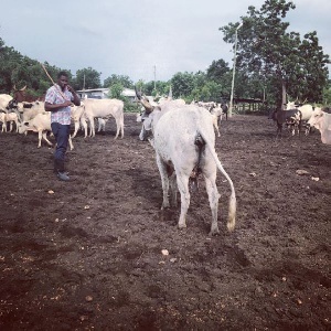 Dumelo Cows New